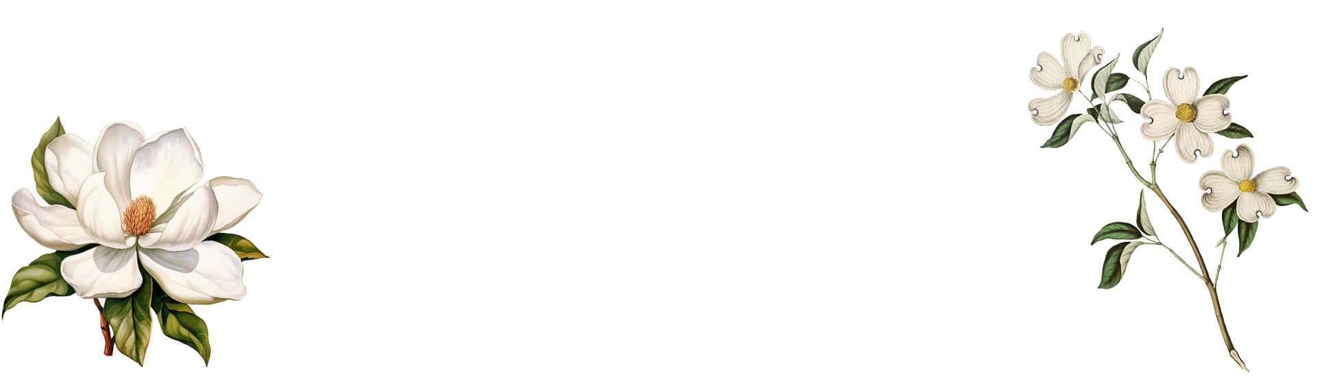 A magnolia flower and a branch of dogwood blossoms on a white background.